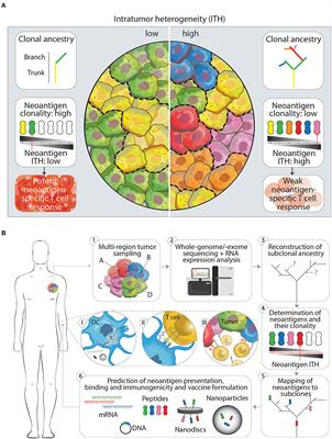 Attacking Tumors From All Sides: Personalized Multiplex Vaccines to Tackle Intratumor Heterogeneity